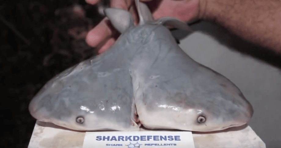 The Curious Emergence Of Two Headed Sharks