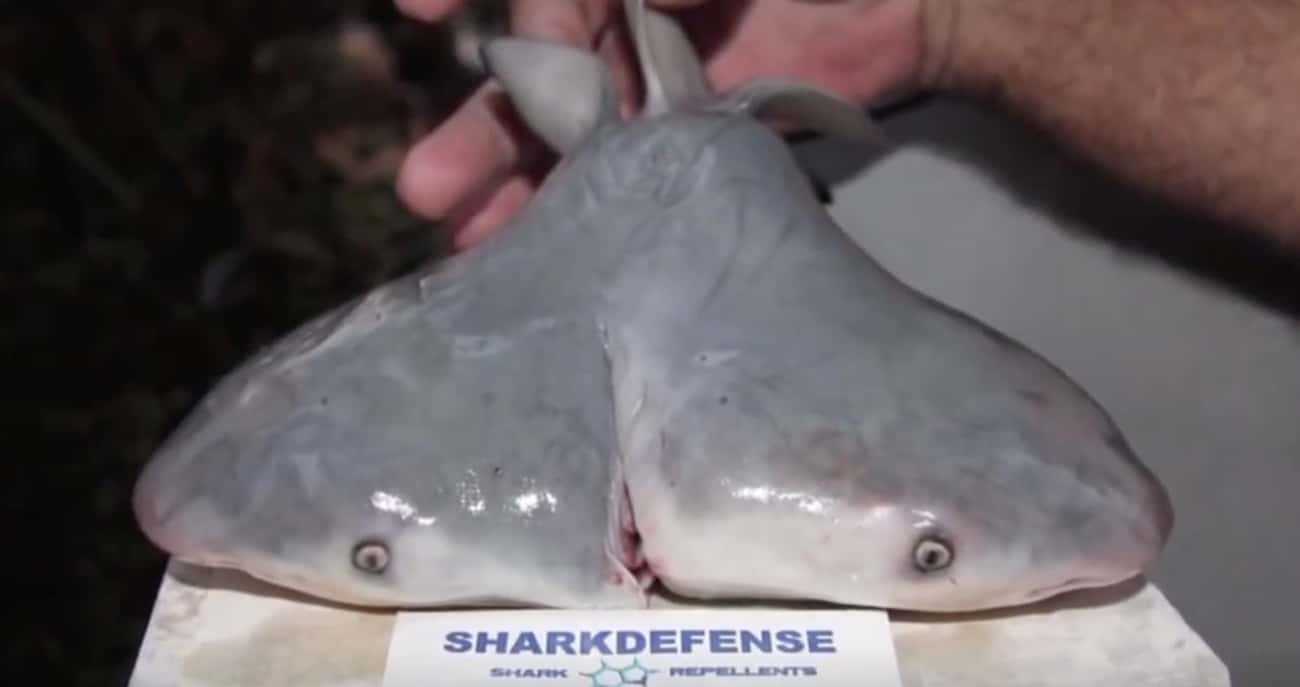 Two-Headed Sharks Are Conjoined, Sharing Multiple Vital Organs