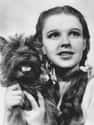 She Had To Smoke And Take Drugs While Filming 'The Wizard of Oz' on Random Tragic Stories From The Life Of Judy Garland