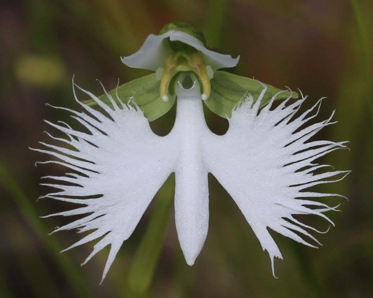 Название необычные красивые. Хабенария Радиата. Хабенария Радиата цветок. Орхидея «большая белая цапля» (Habenaria Radiata). Орхидея хабенария Радиата.