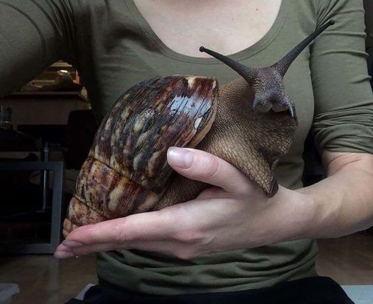 So, What Are These Giant African Land Snails?