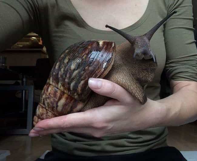 so-what-are-these-giant-african-land-snails-photo-u2