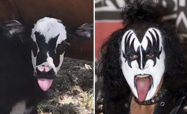 20 Animals That Look Like Celebrities - ViraLuck