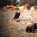 Kevin Carter Claimed That He Chased The Bird Away After Taking The Photo on Random Pulitzer Prize-Winning Photo So Emotionally Devastating, The Photographer Took His Own Life