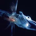 Icefish on Random Crazy Animals Of Polar Regions That Couldn't Exist Anywhere Else