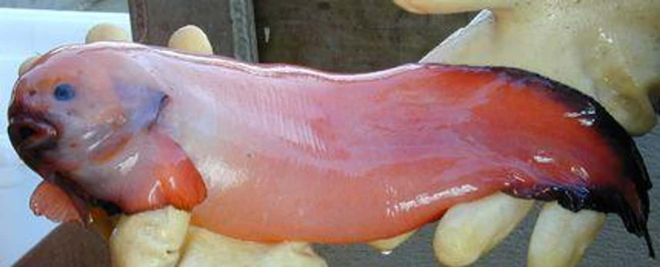 Как выглядит рыба липарис Как выглядит рыба липарис