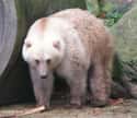 Grolar Bear on Random Crazy Animals Of Polar Regions That Couldn't Exist Anywhere Else