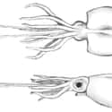 Colossal Squid on Random Crazy Animals Of Polar Regions That Couldn't Exist Anywhere Else