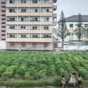 Three Girls Play Near A Dilapidated Building on Random Pictures Of Rural Life In North Korea
