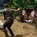 When You Hear The Rustle Of A Bag Of Catnip on Random Jurassic Park's Dinosaurs Replaced With Cats Is An Internet Masterpiece