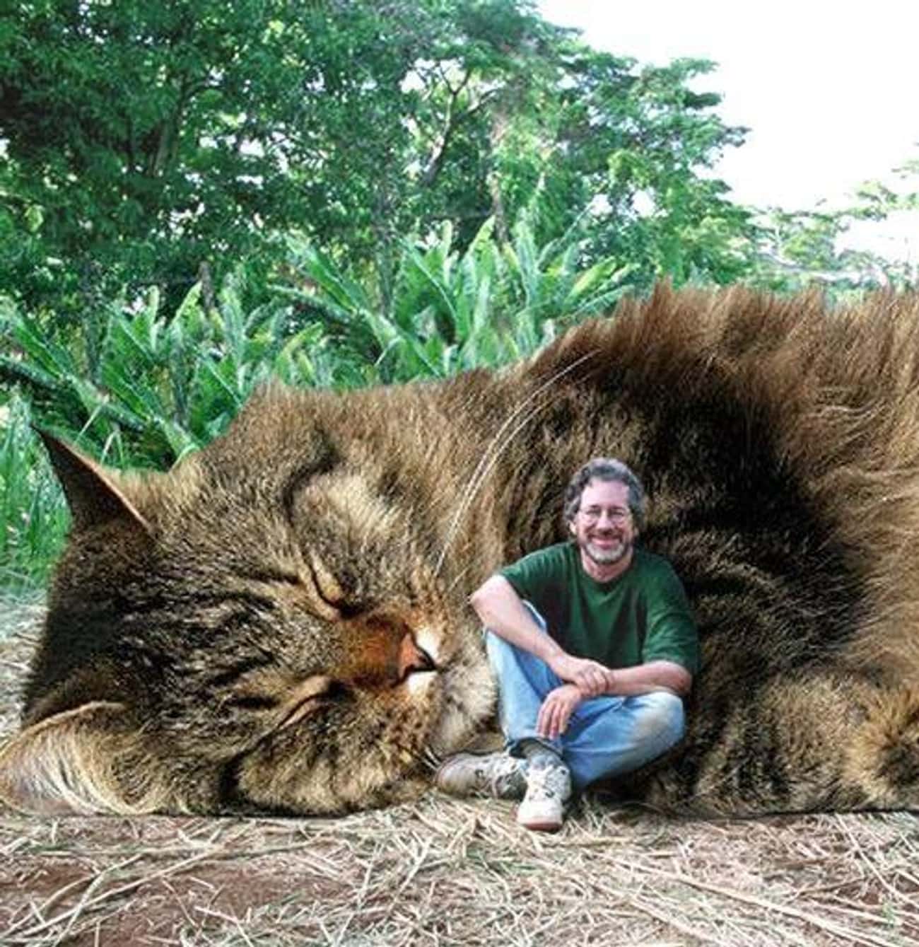 Самые большие пребольшие. Гигантский кот Мейн кун. Мейн кун великан. Огромный кот.