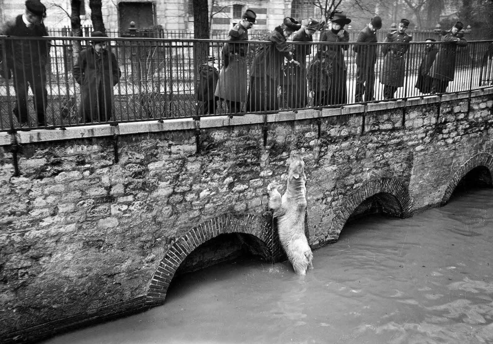 A Polar Bear Experienced The Flood Waters That Rushed Into His Enclosure
