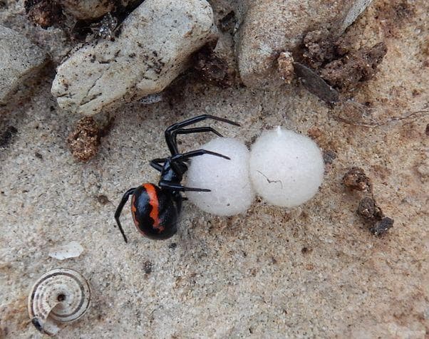 The Grossest Egg Sacs You'll Find In Nature (Photos)