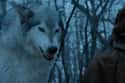 Dreams Of Nymeria on Random Game Of Thrones Things You Should Never Ever Google Search