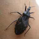 A Kissing Bug Can Leave You Prone To Chagas Disease on Random Deadliest Texas Animals That'll Make You Watch Your Step In Lone Star State