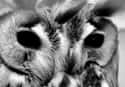 The Face Of A Black-Eyed Demon on Random Scary Owl Photos That'll Definitely Give You Chills