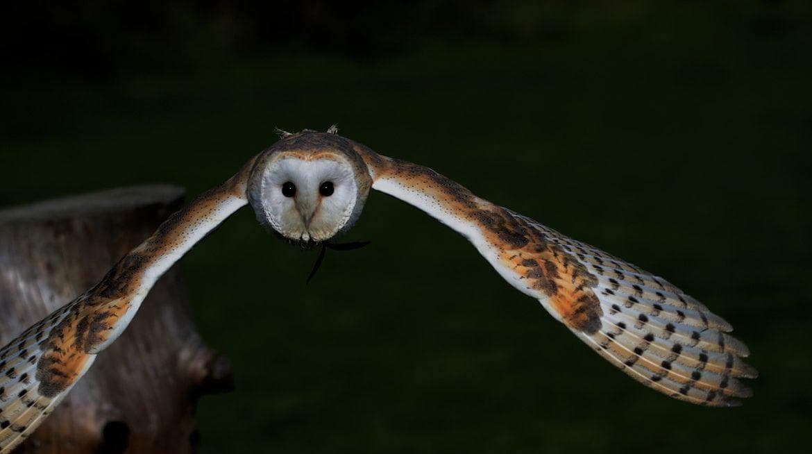Random Scary Owl Photos That'll Definitely Give You Chills Best