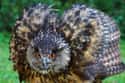 Some Jurassic Park-Level Frills on Random Scary Owl Photos That'll Definitely Give You Chills