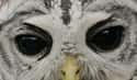 You Will Bend The Knee, Human on Random Scary Owl Photos That'll Definitely Give You Chills