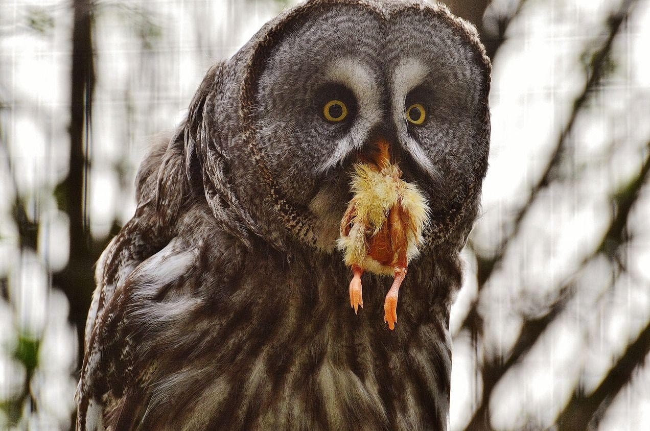 25 Surprisingly Scary Pictures of Owls