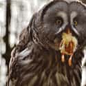 A Mouthful Of Terror on Random Scary Owl Photos That'll Definitely Give You Chills