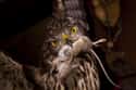 Don't Worry, It Was A Quick End on Random Scary Owl Photos That'll Definitely Give You Chills