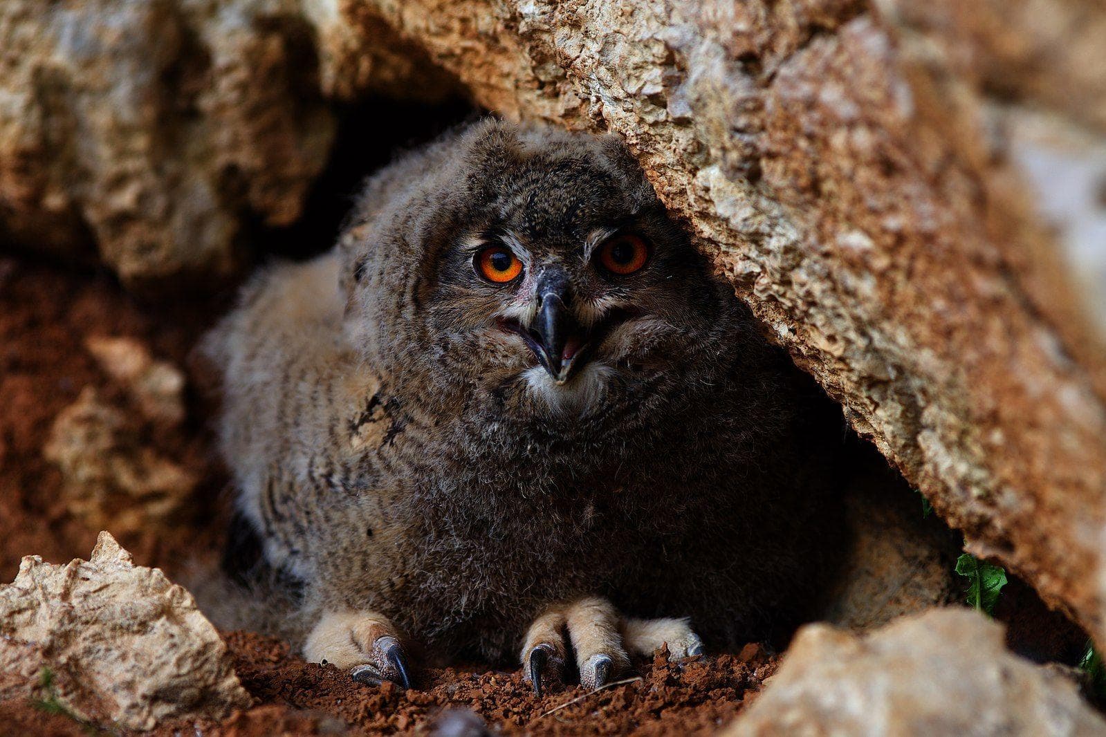 25 Surprisingly Scary Pictures of Owls