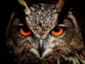 These Orange Eyes Say 'Bring It On' on Random Scary Owl Photos That'll Definitely Give You Chills