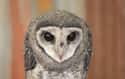 It May Be Small, But It's Definitely Evil on Random Scary Owl Photos That'll Definitely Give You Chills