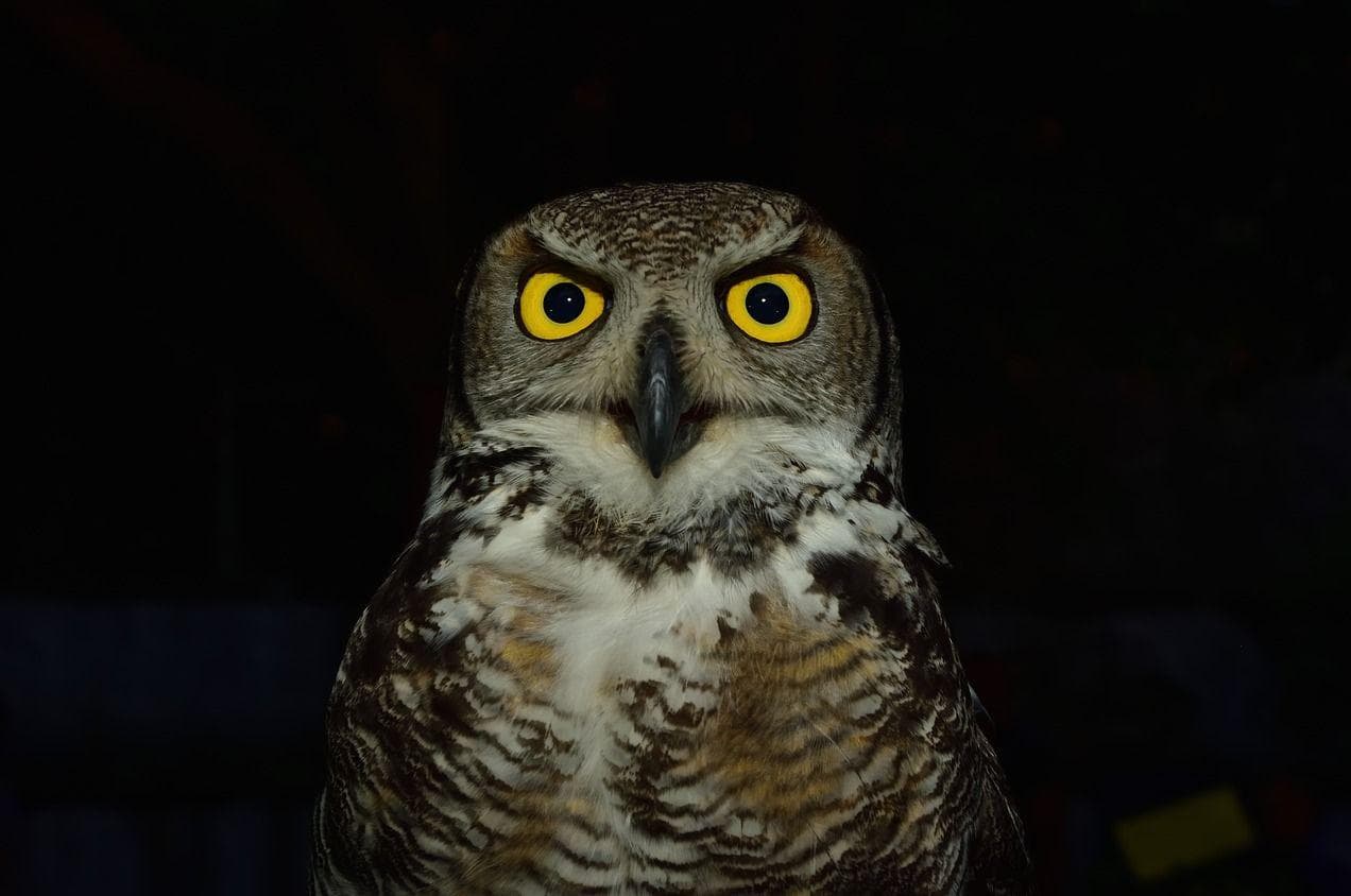 Random Scary Owl Photos That'll Definitely Give You Chills Best