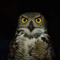 If Looks Could Kill, We'd All Be Doomed on Random Scary Owl Photos That'll Definitely Give You Chills