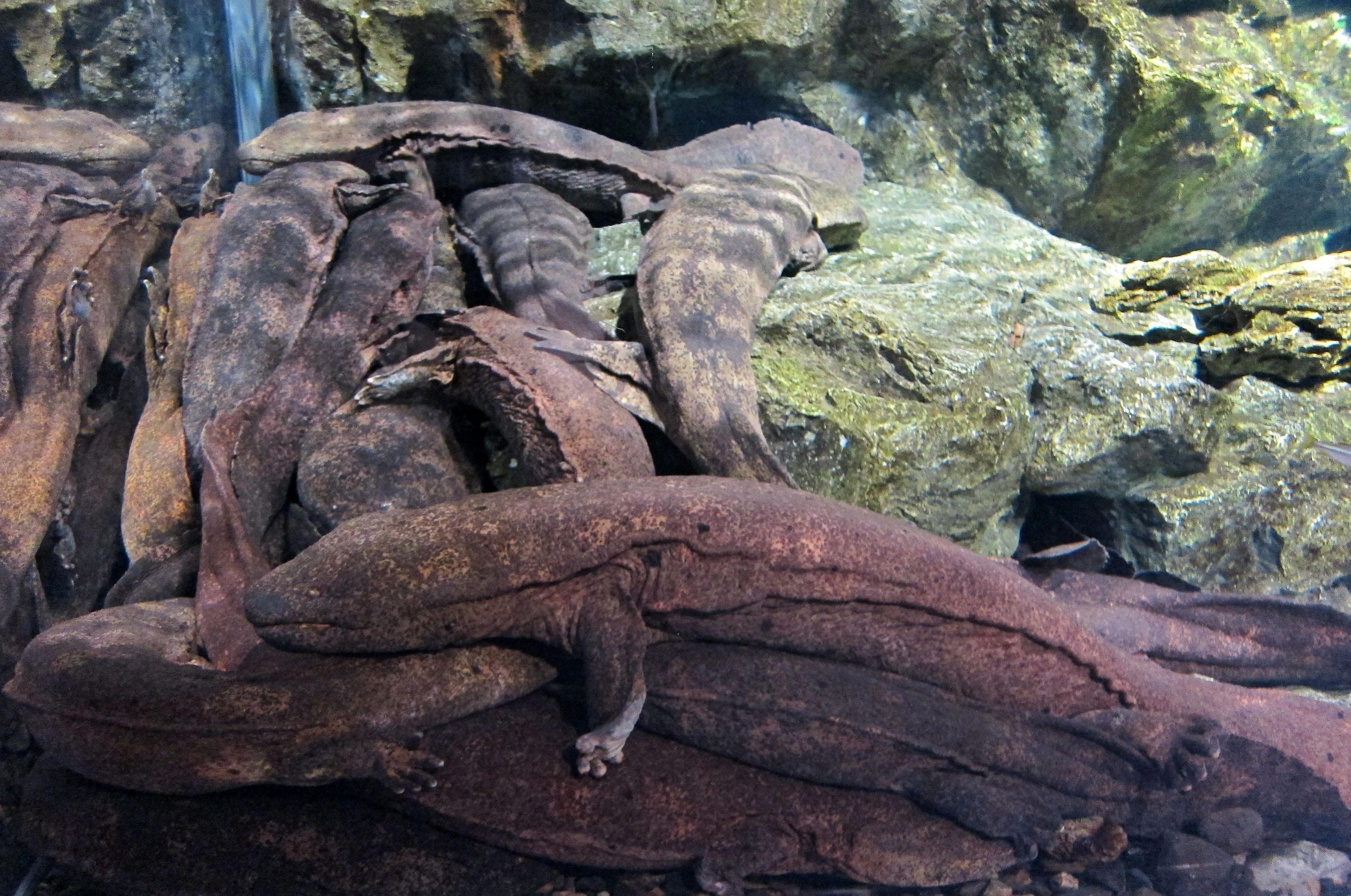 A Look At Chinese Giant Salamanders, The Largest Amphibians On Earth