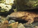 They Are Part Of A Lineage That Stretches Back To The Jurassic Period on Random Introductions of Chinese Giant Salamander