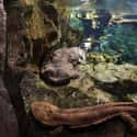 Fathers Build Dens To Protect Their Eggs on Random Introductions of Chinese Giant Salamander