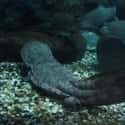 They Breathe Through Their Skin on Random Introductions of Chinese Giant Salamander