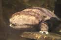 Terrible Eyesight Means They Rely On Other Senses on Random Introductions of Chinese Giant Salamander