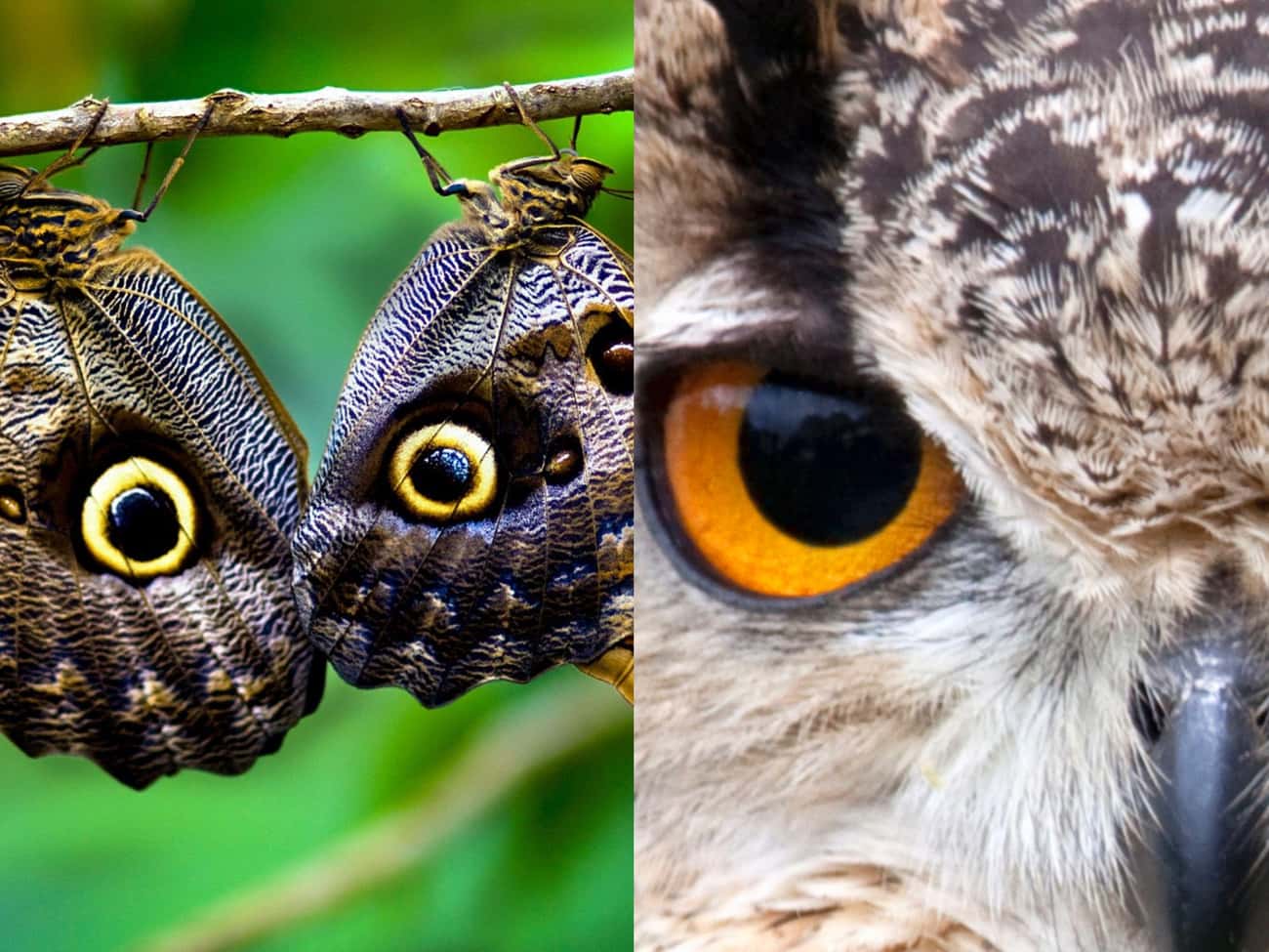 The Eyespots On Some Butterflies Are Meant To Mimic The Gaze Of Predators