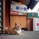 Cats Keep Bodegas Pest Free on Random Ingenious Ways Animals Have Majorly Helped Humans Throughout History