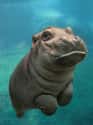 Chillin' In The Pool On A Summer Day on Random Baby Hippos Redefined Cuteness Overload