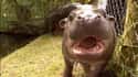 Oh, Hi~ on Random Baby Hippos Redefined Cuteness Overload