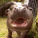 Oh, Hi~ on Random Baby Hippos Redefined Cuteness Overload