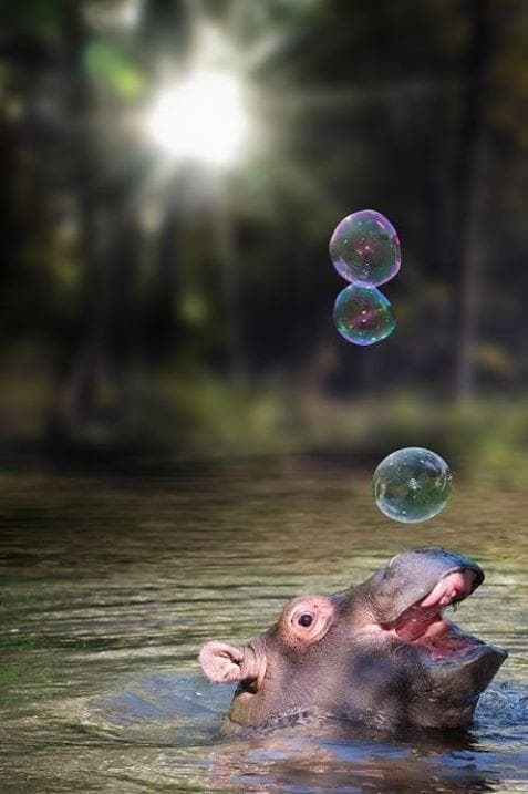 Нильский бегемот. Свет бегемота. Ночник. Свет бегемота. Гиппопотам и бегемот.