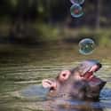 This Adorable Little Bubble Buster Tho on Random Baby Hippos Redefined Cuteness Overload
