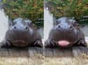 The Many Faces Of This Little Man on Random Baby Hippos Redefined Cuteness Overload