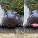 The Many Faces Of This Little Man on Random Baby Hippos Redefined Cuteness Overload