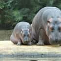 When You And Your Mom Give Each Other The Silent Treatment on Random Baby Hippos Redefined Cuteness Overload
