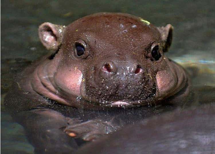 17 Adorable Baby Hippos That Are Cuteness Overload (Photos)