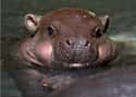 Stealth: This Guy Has It on Random Baby Hippos Redefined Cuteness Overload