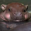 Stealth: This Guy Has It on Random Baby Hippos Redefined Cuteness Overload