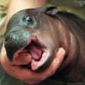 Nom Nom Nom on Random Baby Hippos Redefined Cuteness Overload